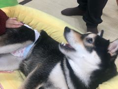 -逗柴咖啡屋·狗咖猫咖宠物桌游