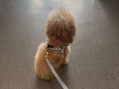 -半岛宠物医院24小时(科华中路店)