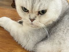 -有猫主题·治愈系猫咖(曾厝垵店)