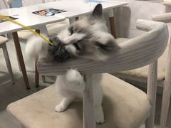 -喵的天空名猫咖啡馆·撸猫·猫舍·用品