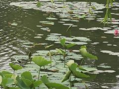 -上海鲜花港