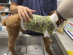 -伟伟宠物医院·CT影像中心·瑞派犬猫综合性门诊(汉口总院)