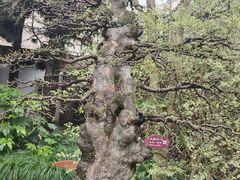 -上海醉白池公园