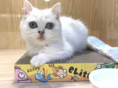 -屋虎猫馆(宝安大仟里店)