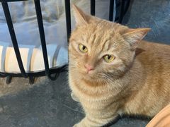 -喵屿·大理花园猫咖