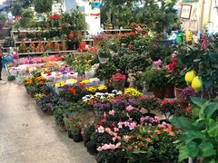 -双季花艺园艺市场(浦东店)