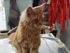 -平行世界·猫咖(首经贸店)
