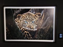 -罗红摄影艺术馆