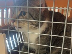 -艾贝尔宠物医院 ·中兽医·宠保定点(北门桥店)