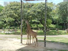 -深圳野生动物园