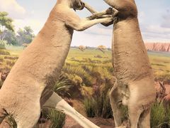 -陕西自然博物馆