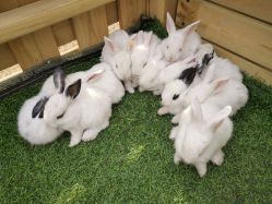 -萌宠亲子动物乐园(槐房万达店)