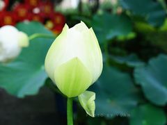 -陈家山荷花公园