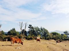 -大姆山草场
