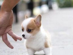 -翊宠yipet猫狗购宠庄园犬舍•猫舍