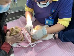 -北京观赏动物医院·24小时大型综合·猫专科·异宠专科
