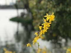 -聚龙湖公园