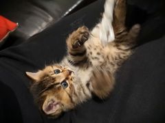 小可爱摩卡-么么咖啡(燕郊店)