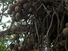 -槟城植物园