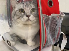 -爱佳宠物中心医院24H·CT·骨外科·猫专科(瑶海万达店)