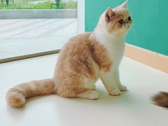 -飞行喵MR PILOT|猫舍·猫咖(静安大融城店)