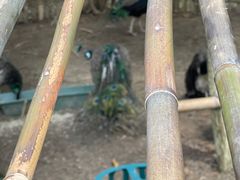 -广州白江湖森林公园