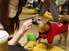 -逗柴咖啡屋·狗咖猫咖宠物桌游