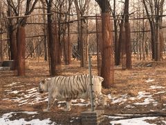 -秦皇岛野生动物园