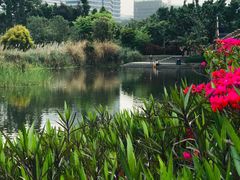 -五缘湾湿地公园