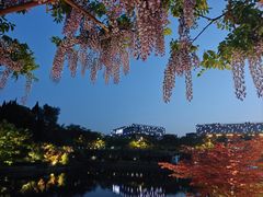 -嘉定紫藤园