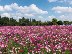 -歌斐颂巧克力小镇