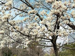 -新虹桥中心花园