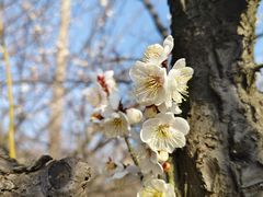 -香雪海