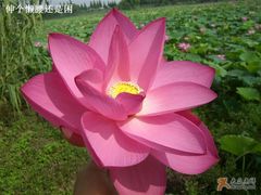 -洪湖生态旅游区