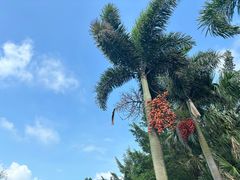 -嘉和冠山海高尔夫球会