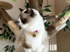 -唐小姐の私宠·宠物洗护美容·撸猫馆·购宠(周浦万达旗舰店)