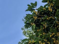 -西湖游船