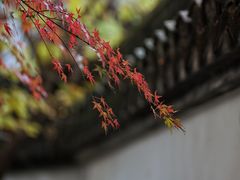-上海醉白池公园
