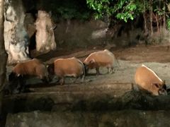 -清迈夜间动物园