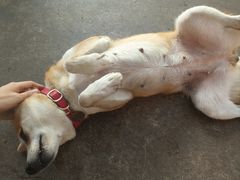 -柴犬高等学院·狗咖·柴犬售卖·宠物训练