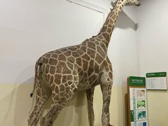 -国家自然博物馆