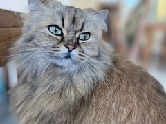 -猫小院猫主题餐厅(南锣旗舰店)