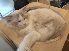 -飞行喵MR PILOT|猫舍·猫咖(静安大融城店)