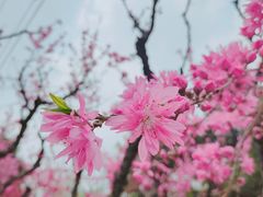 -古塔公园