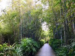 -大屏嶂森林公园