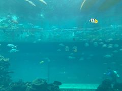 -海棠湾洲际-涛·海底餐厅·美人鱼·自助餐·海底隧道