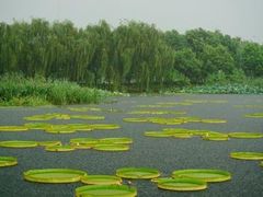 -荷塘月色湿地公园·向阳花洲