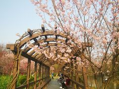 -顾村公园