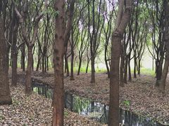 -同里国家湿地公园