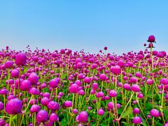 -径山花海